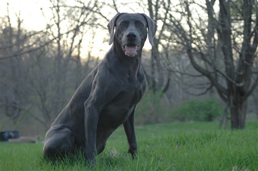 weimaraner becoming aggressive