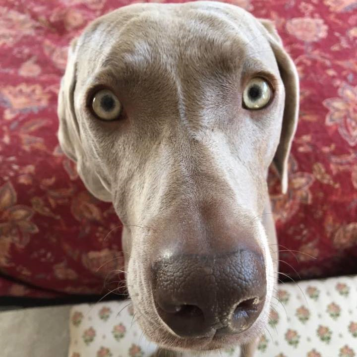 ugly weimaraner